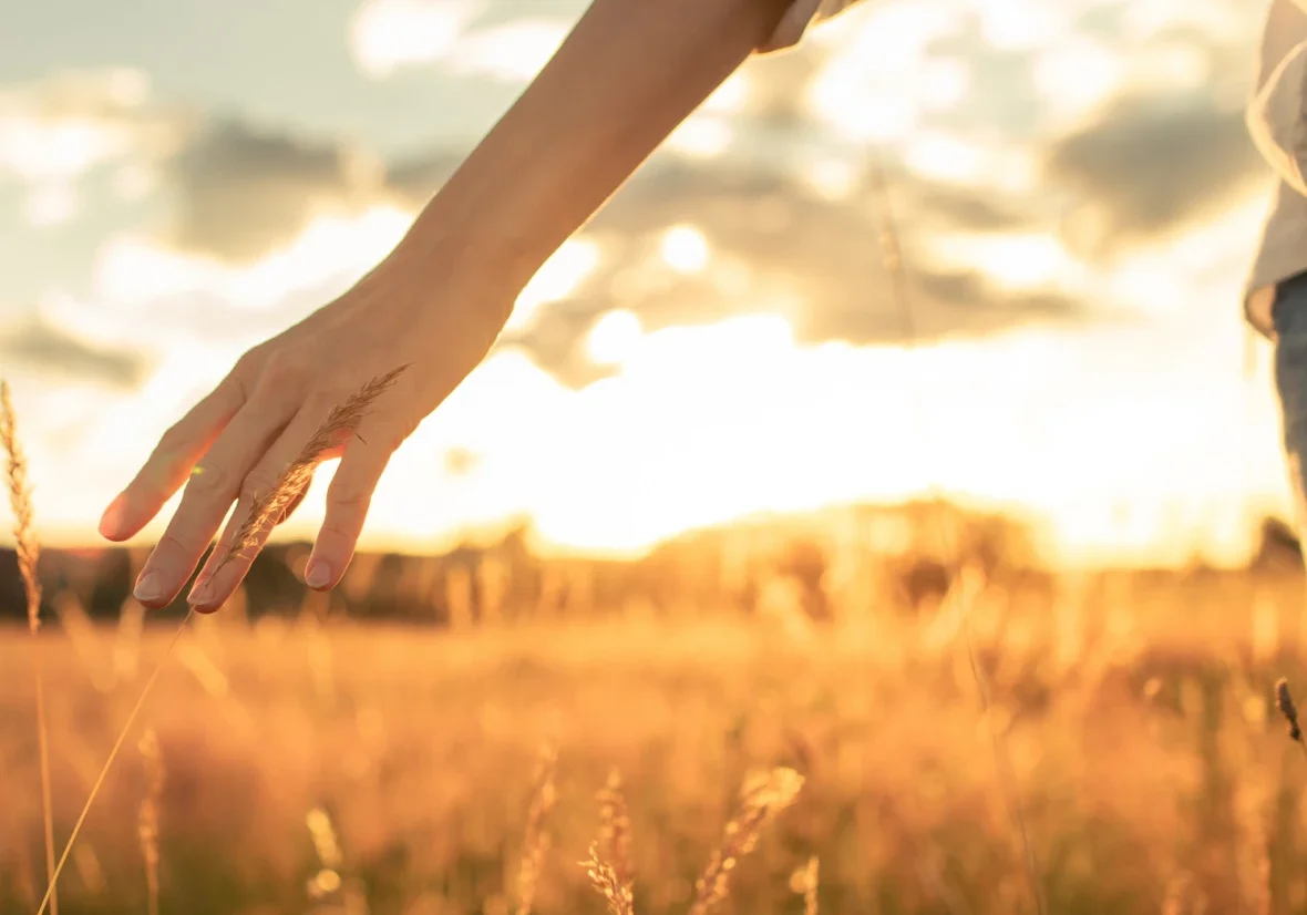 Arm reaching out in golden field